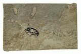 Fossil Weevil (Hipporhinus) Beetle - France #254289-1